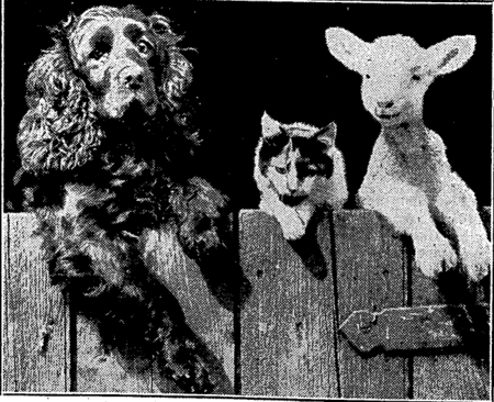 A dog, a cat and a lamb with their front legs hanging over a wooden gate.