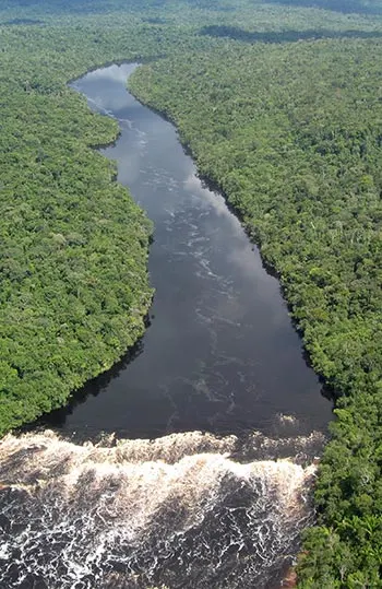 Aerial view of a river surrounded by lush green forest.