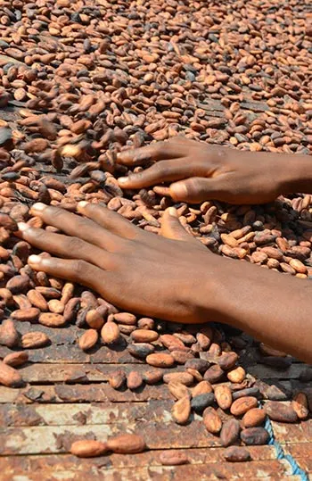 Two hands placed on cocoa seeds 