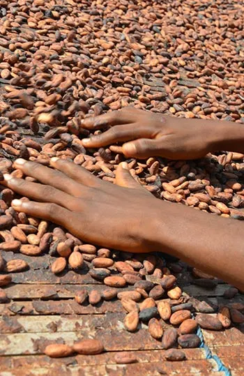 Two hands placed on cocoa seeds 