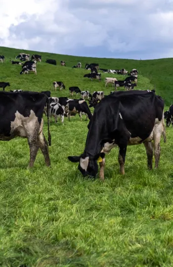 Cows in pasture in Burnie