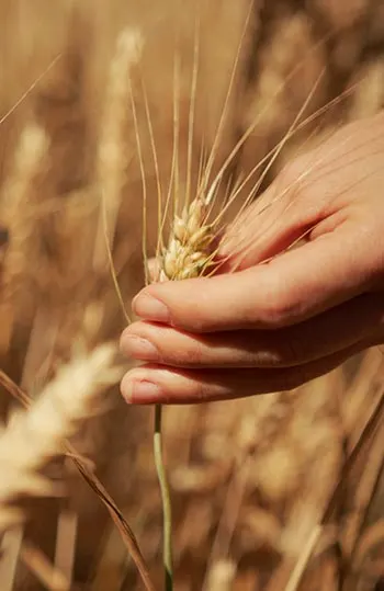 Hand gently holding wheat in a sunny wheat field.