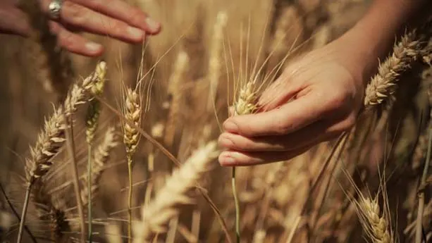 hands touching wheat