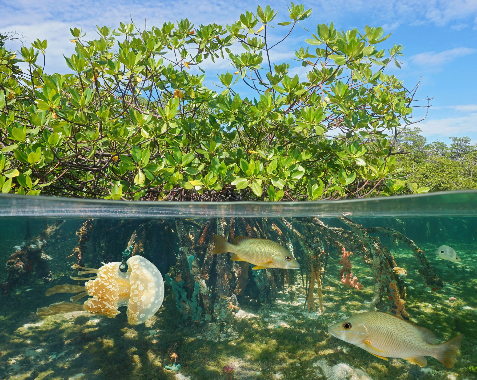 Mangrove.png