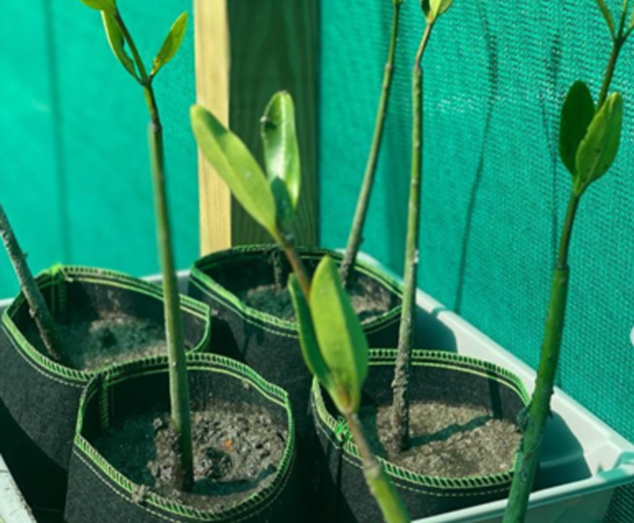 Mangrove Propagules Nursery.png