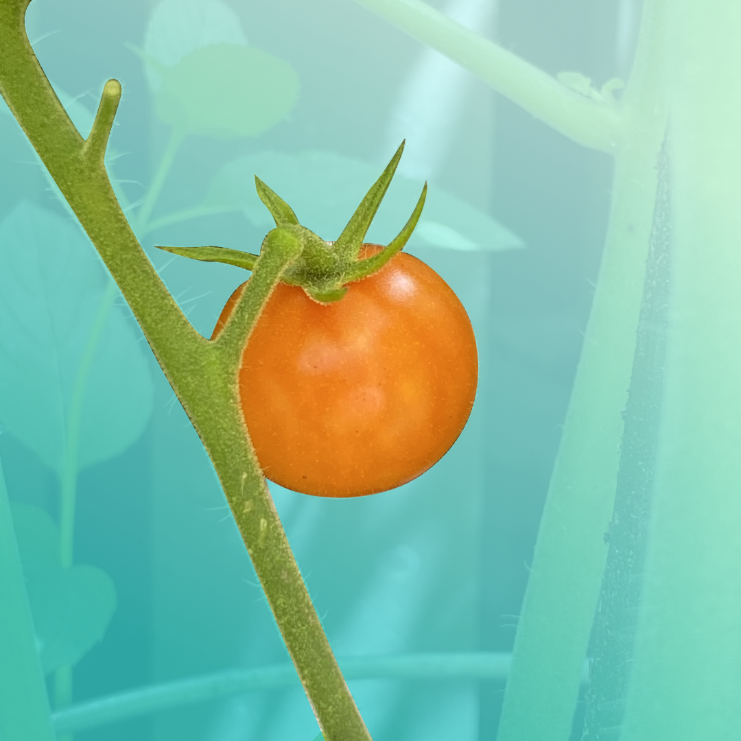 Finding Joy in a Tomato