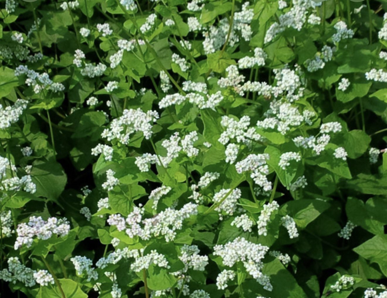 препоръка за КРАМБЕ