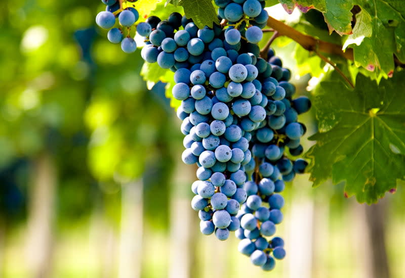 Wine Grape Vine - Merlot