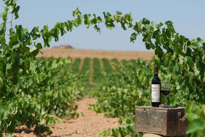 10 Most Famous Spanish Wine Regions (Winemaking, Best Wines 2023)