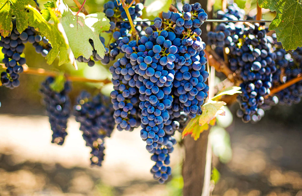 The World’s Favorite Wine Grapes 23 Varieties, Best Wines (2023)