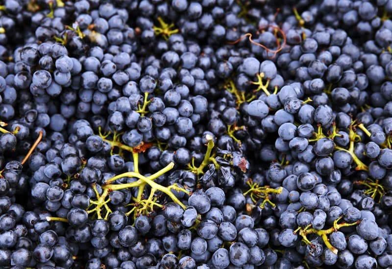 Nebbiolo (Taste, Best Wines, Prices 2024)