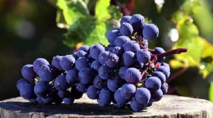 5f9afcedd234562250b33c92_rare-wine-merlot-grape.jpg