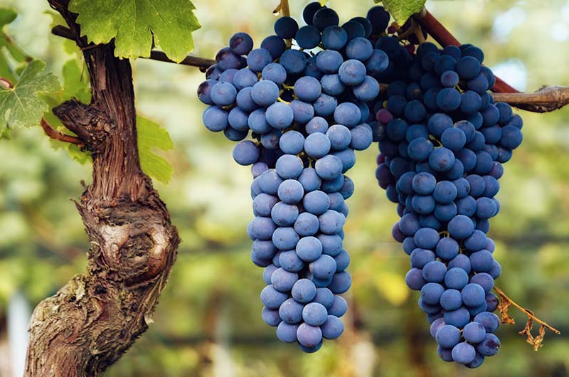 Giuseppe-Rinaldi-grapes.jpg