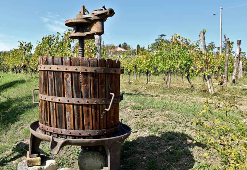 The Wine Making Process (6 Key Steps + How to Make Wine at Home)