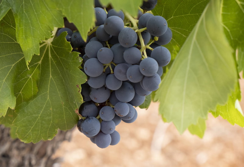 The World S Favorite Wine Grapes 23 Varieties Best Wines 2023   Carmenere 