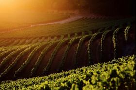 Abreu Vineyards (Winemaking, Best Wines, Prices 2024)