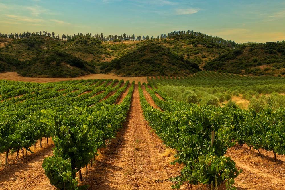 10 Most Famous Spanish Wine Regions (Winemaking, Best Wines 2023)