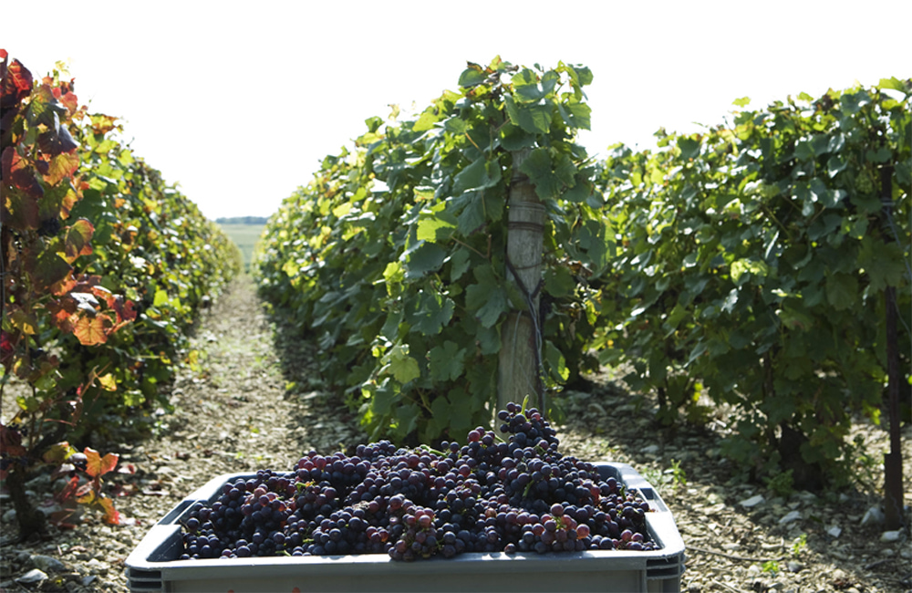 A Complete Guide To the 7 Champagne Grape Varieties