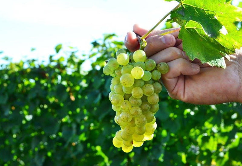 A Complete Guide To the 7 Champagne Grape Varieties