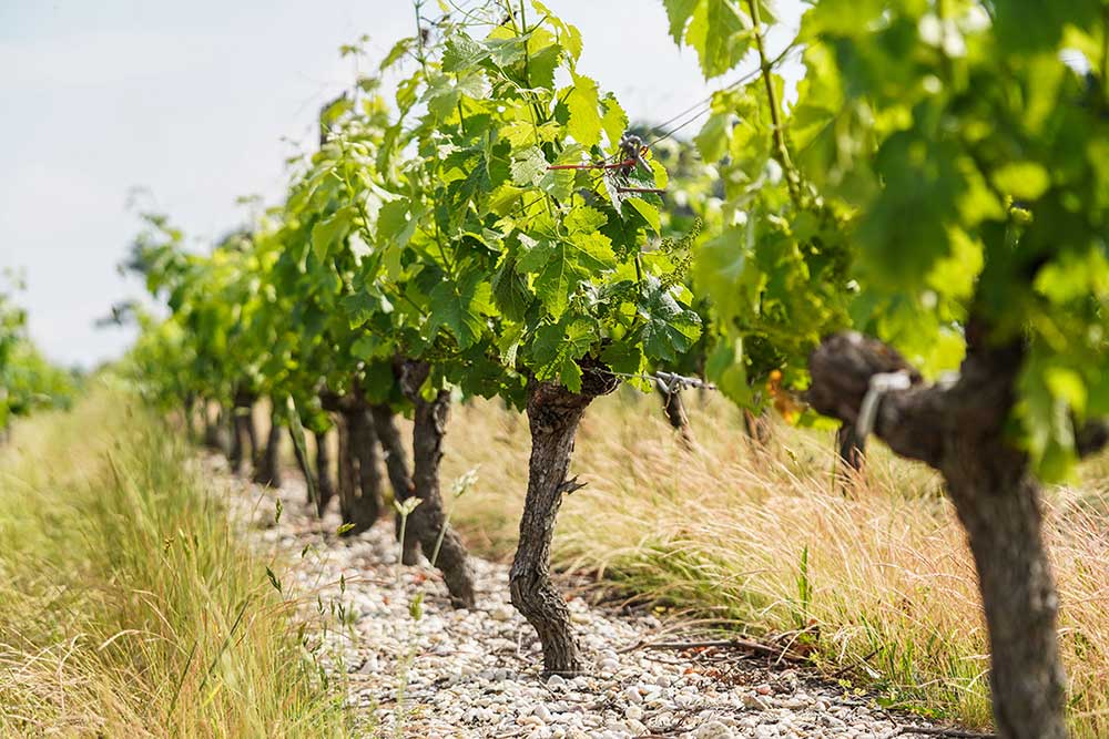 Graves Wine Region (Appellations, 8 Magnificent Bottles, Prices)