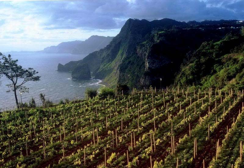 Madeira Wine How It’s Made, Styles, 10 Best Bottles (2023)