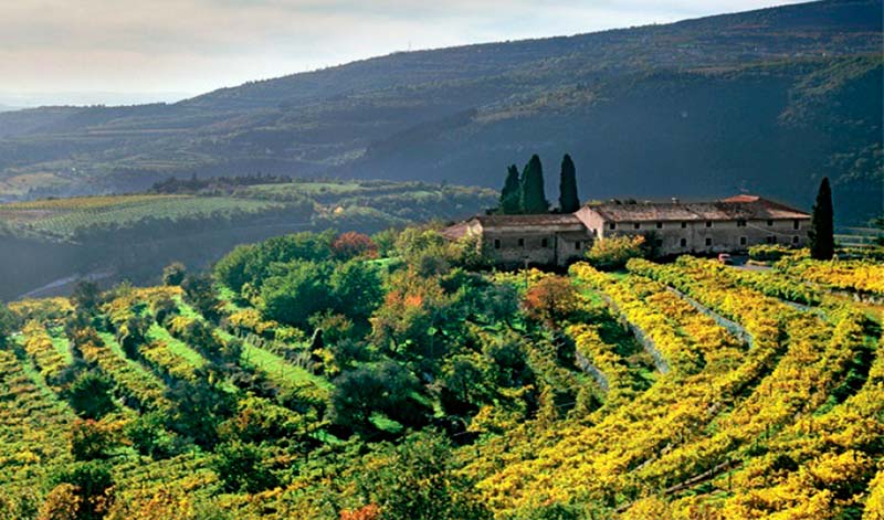 15 Amazing Italian Wine Brands In 2024 (Best Wines, Prices)