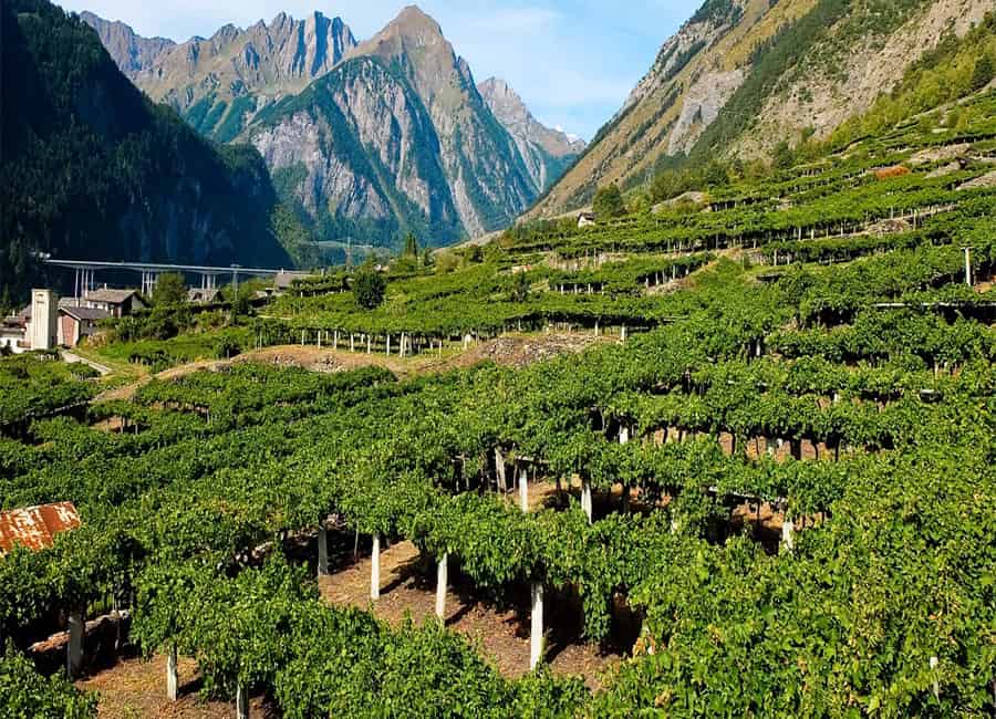 Terroir Example Italian Wine Regions: Wine Styles, Best Wines