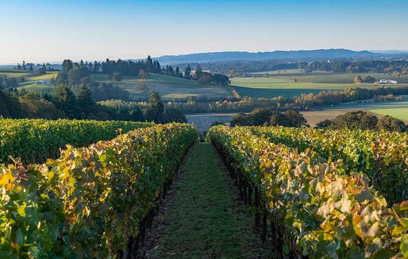 10 Best Oregon Pinot Noir Wines (2024): Taste, Prices, Uniqueness