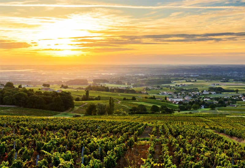 Beaujolais Wine Styles Best Wines Prices 21