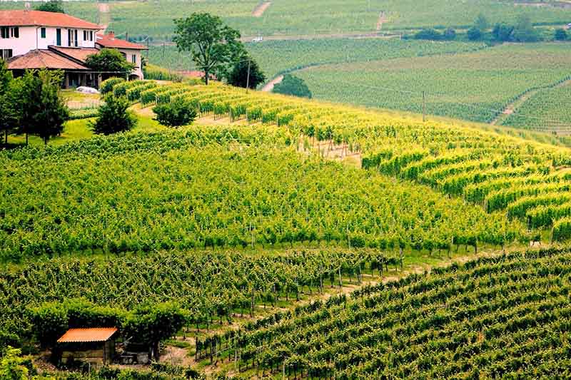 Giuseppe-Rinaldi-vineyard-barolo.jpg