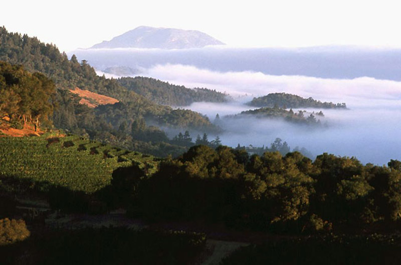 Harlan Estate Winemaking, Prices, 10 Cult Favorite Wines (2021)