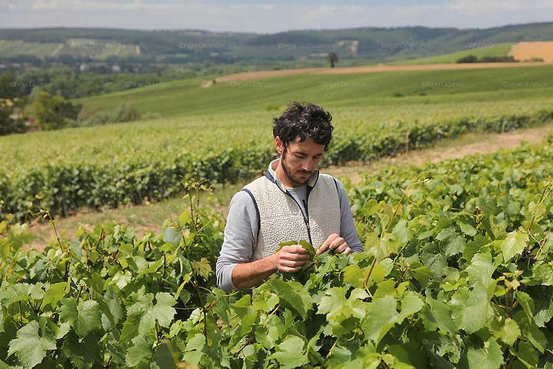 The Champagnes of Cedric Bouchard (8 Best Roses de Jeanne Wines 2021)