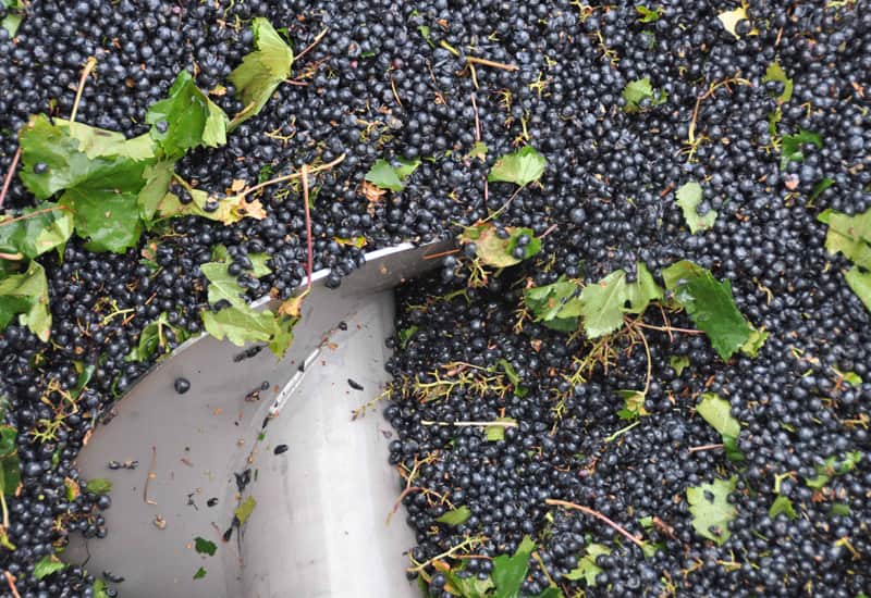 The Wine Making Process (6 Key Steps + How to Make Wine at Home)