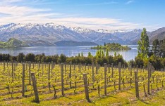High on Wine in New Zealand