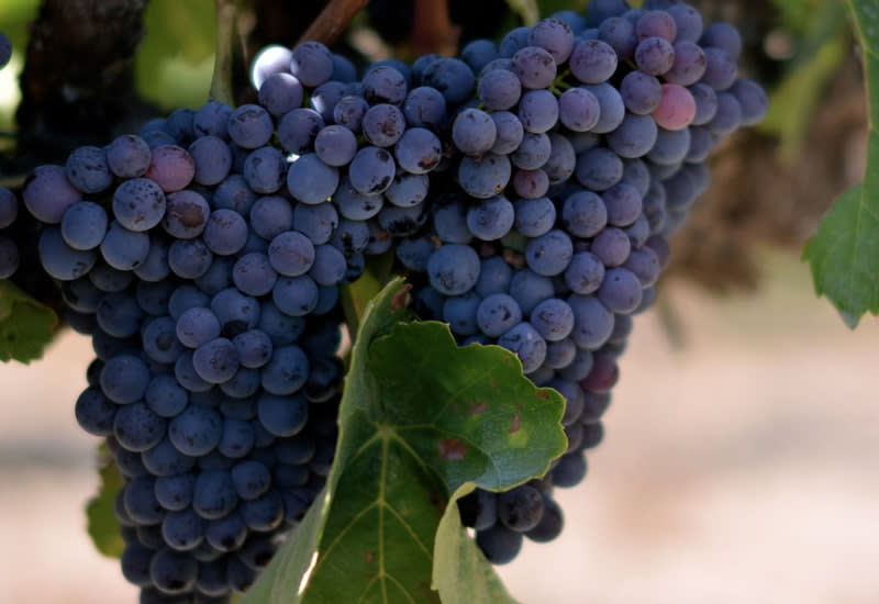 red wine grapes name