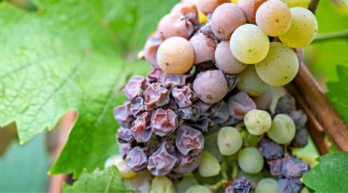 Guide To Sauternes, Bordeaux: 10 Best Wines To Buy In 2024