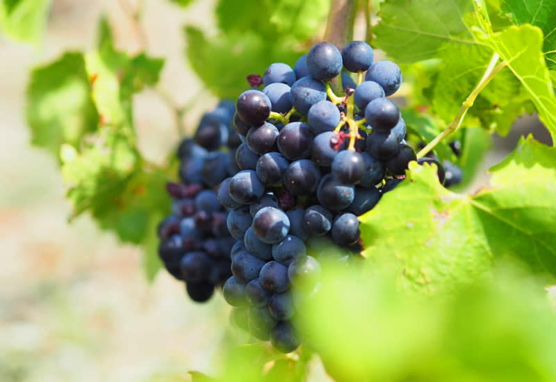 The World’s Favorite Wine Grapes 23 Varieties, Best Wines (2023)