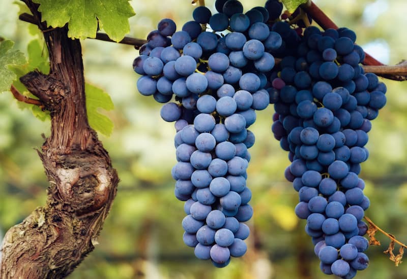 Nebbiolo (Taste, Best Wines, Prices 2024)