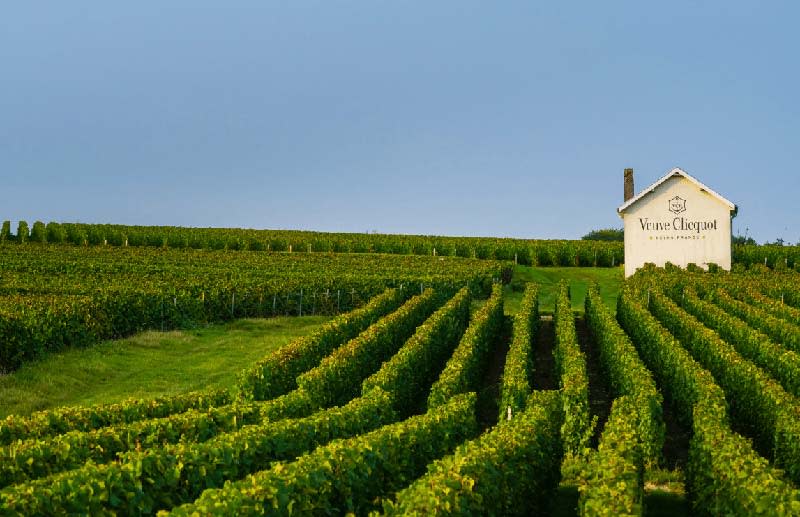 Veuve Clicquot estate, vineyard and cellars - Veuve Clicquot