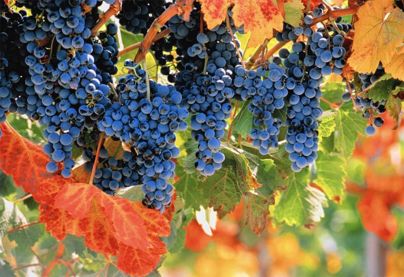 6021523a6bbd7946449293f9_Merlot-The-Grape-Used-to-Make-Petrus-Wine%20(1).jpg