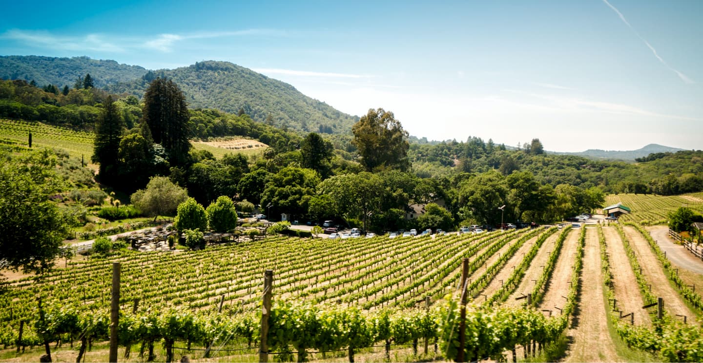 A vineyard shop