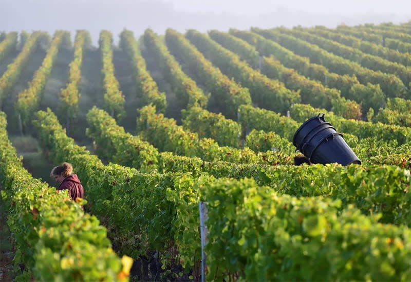 the-spectacular-barsac-wine-region-10-best-wines-prices-2024