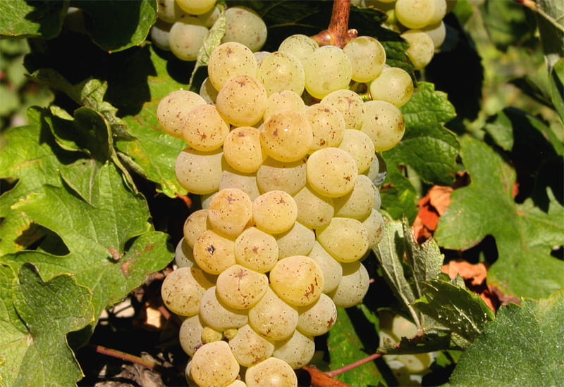 A Complete Guide To the 7 Champagne Grape Varieties