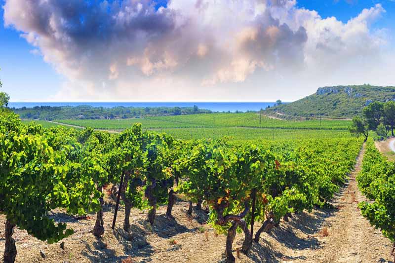 Languedoc Wine Region 1 ?fm=jpg&fl=progressive