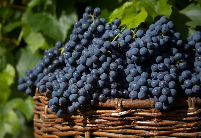 The World’s Favorite Wine Grapes 23 Varieties, Best Wines (2023)