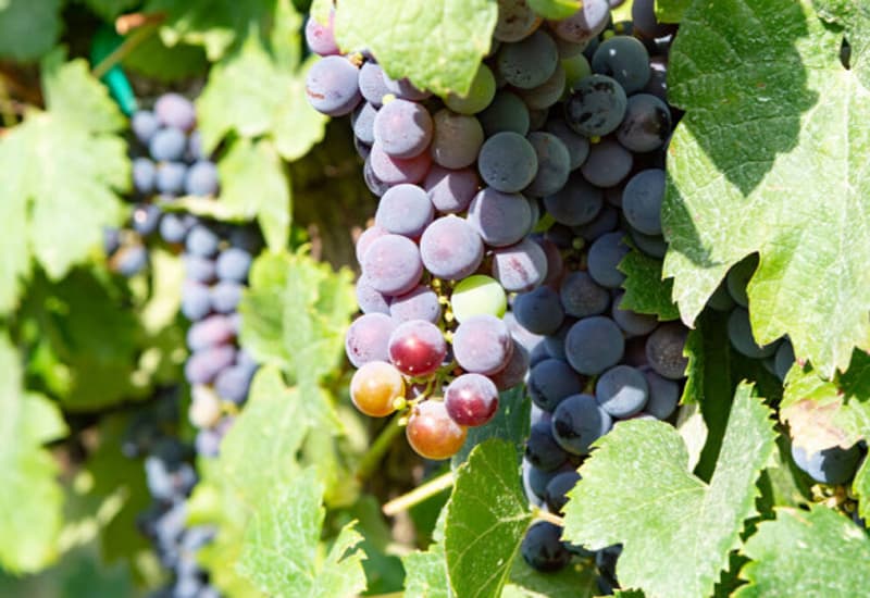 The World’s Favorite Wine Grapes: 23 Varieties, Best Wines (2023)