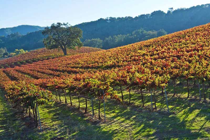 Top 10 Paso Robles Wineries To Explore In 2021 (Best Wines)