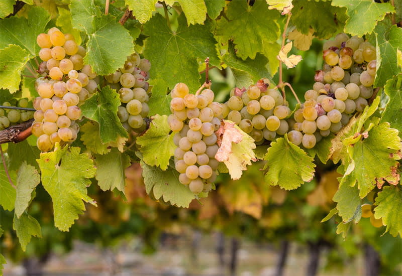 20 Most Popular White Wine Grapes in the World