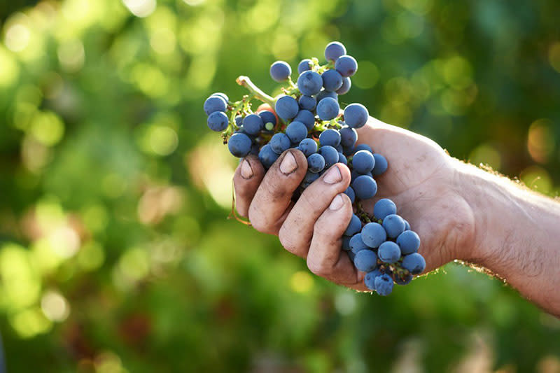 Terroir What Is It, and How Does It Affect Your Wine?