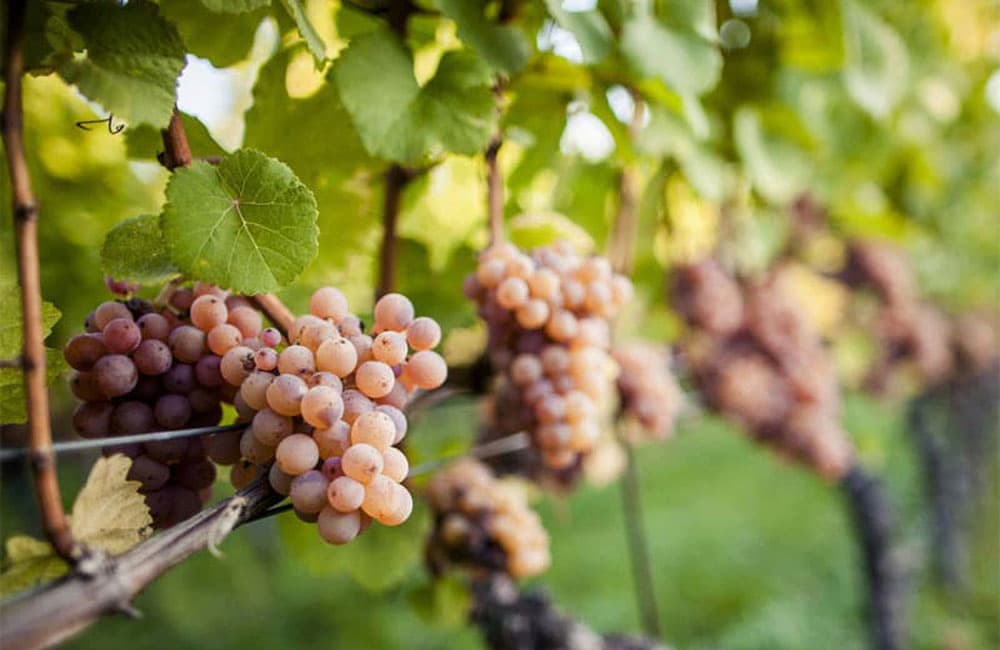 Gewurztraminer Taste, Styles, Best Wines (2023)